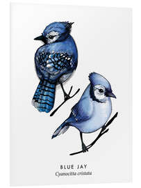 Foam board print Blue jay