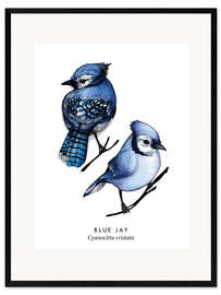 Impression artistique encadrée Blue jay