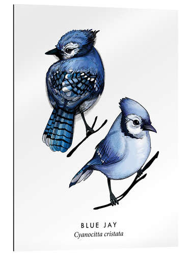 Galleriprint Blue jay