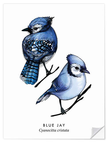 Wall sticker Blue jay