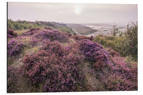 Cuadro de aluminio Heathland on the Morsumer Kliff on Sylt