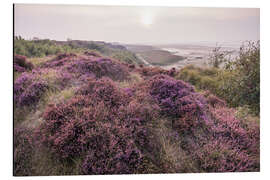 Cuadro de aluminio Heathland on the Morsumer Kliff on Sylt