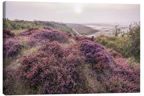 Leinwandbild Heidelandschaft am Morsumer Kliff auf Sylt