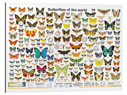 Aluminium print Butterflies of the world