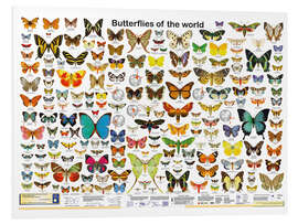 Foam board print Butterflies of the world