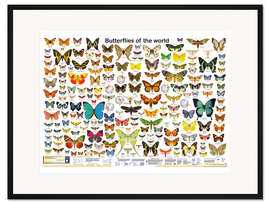 Gerahmter Kunstdruck Butterflies of the world (englisch)