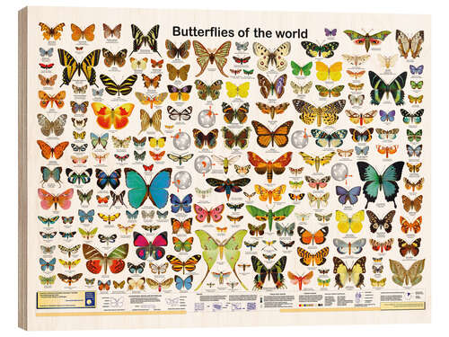 Wood print Butterflies of the world