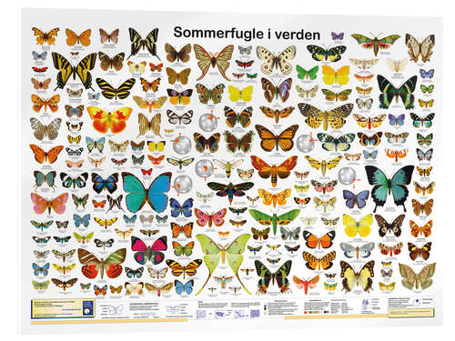 Acrylglasbild Schmetterlinge der Welt (dänisch)