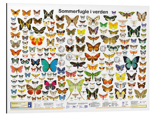 Aluminium print Butterflies of the world (Danish)