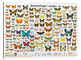 Quadro em alumínio Butterflies of the world (Danish)