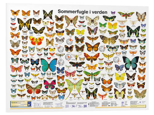 Foam board print Butterflies of the world (Danish)