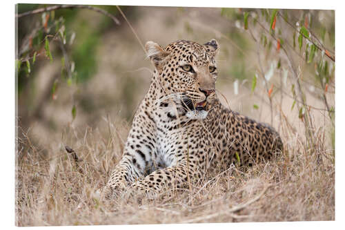 Akryylilasitaulu Resting leopard