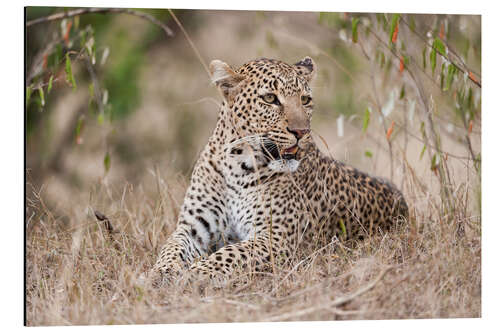 Alubild Ruhender Leopard