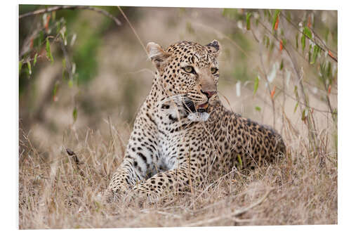 Foam board print Resting leopard