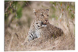 Gallery print Resting leopard