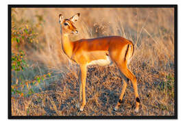 Gerahmter Kunstdruck Impalalady bei Sonnenaufgang