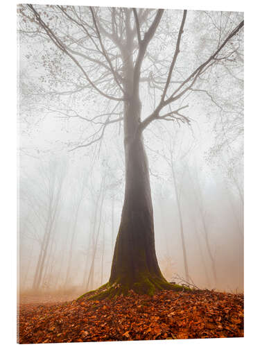 Quadro em acrílico Mysterious cloud forest in autumn
