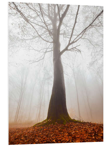 Bilde på skumplate Mysterious cloud forest in autumn