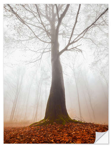 Selvklebende plakat Mysterious cloud forest in autumn