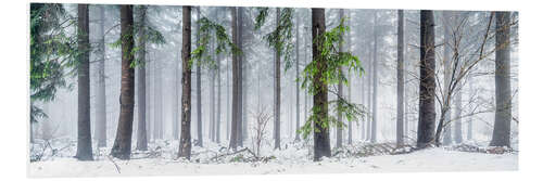 Cuadro de PVC Forest panorama in winter