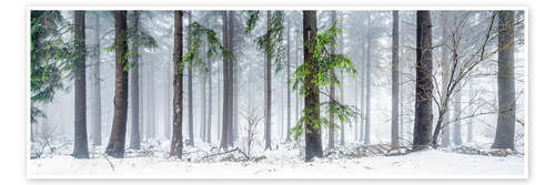 Poster Forest panorama in winter