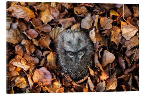 Acrylic print Hedgehog in autumn