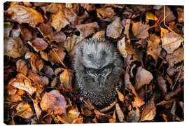 Canvas print Hedgehog in autumn - Dieter Meyrl