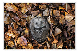 Póster  Hedgehog in autumn - Dieter Meyrl