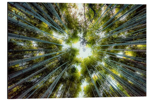 Aluminium print Bamboo Forest