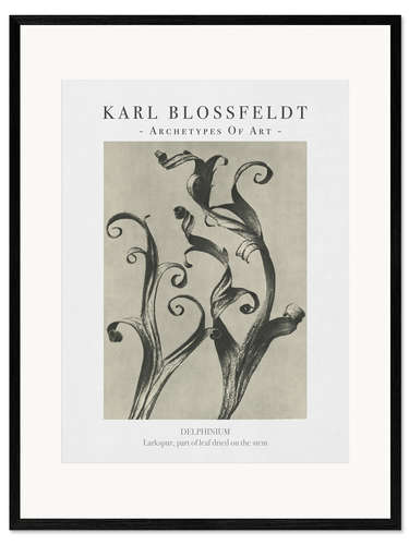 Ingelijste kunstdruk Larkspur