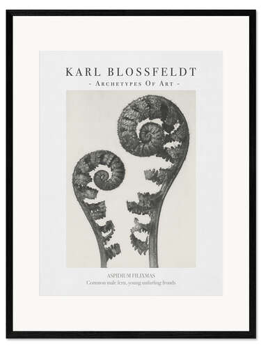 Framed art print Common male fern