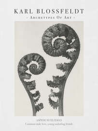 Magnettafel Common male fern