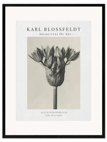 Ingelijste kunstdruk Garlic