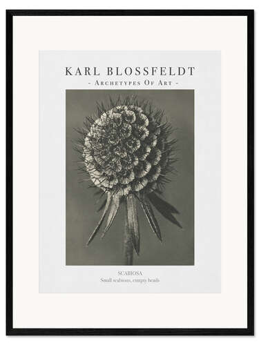 Framed art print Small scabious