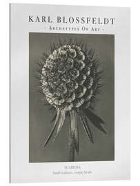 Gallery print Small scabious