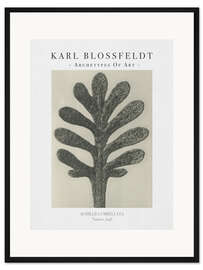 Gerahmter Kunstdruck Yarrow