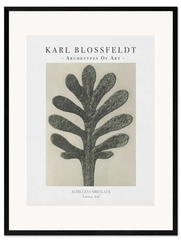 Framed art print Yarrow