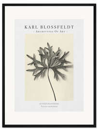 Gerahmter Kunstdruck Pyrenees monkshood