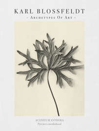 Magnettafel Pyrenees monkshood