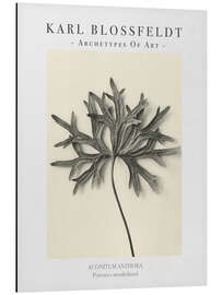 Magnettafel Pyrenees monkshood