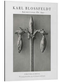 Magnettafel Weeping forsythia