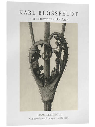 Cuadro de metacrilato Cut-leaved teasel