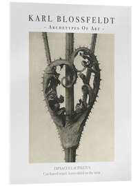Cuadro de metacrilato Cut-leaved teasel
