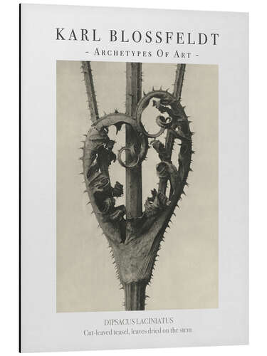 Aluminium print Cut-leaved teasel