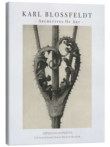 Canvas print Cut-leaved teasel