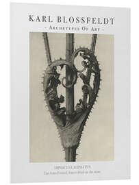 PVC-taulu Cut-leaved teasel