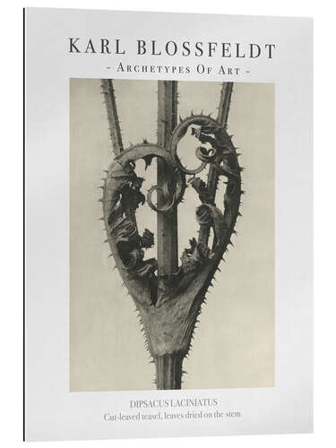 Gallery Print Cut-leaved teasel