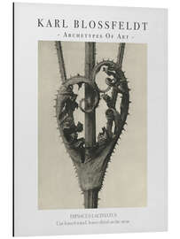 Magnettafel Cut-leaved teasel