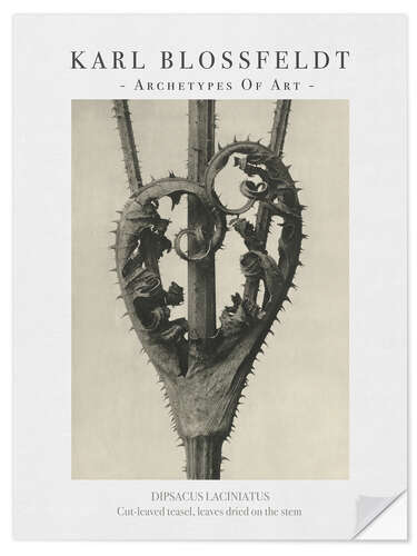 Wall sticker Cut-leaved teasel
