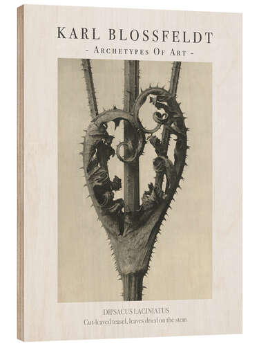 Wood print Cut-leaved teasel